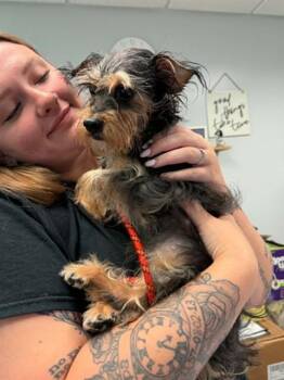 HAZELNUT -  Yorkshire Terrier and Mixed Breed Dog for Adoption in Belleville, Illinois - HAZELNUT | PetCurious