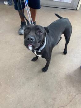 DJANGO -  Mixed Breed Dog for Adoption in Dallas, Texas - DJANGO | PetCurious