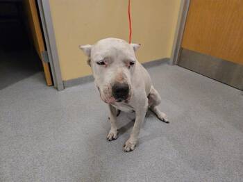 Rescue Dogo Argentino Dogs for Adoption in Tustin, California - LANA | PetCurious