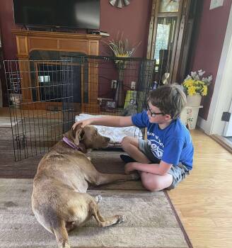 Rescue Pit Bull Terrier Dogs for Adoption in Wantagh, New York - Wilbur - Foster Or Adopter Needed | PetCurious