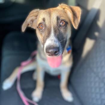 Shadow -  Mixed Breed and Shepherd Dog for Adoption in Hopkinton, Massachusetts - Shadow | PetCurious