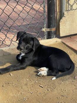 Morticia -  Labrador Retriever and Terrier Dog for Adoption in San Diego, California - Morticia | PetCurious