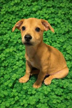 Dachshund and Jack Russell Terrier Dogs Available for Adoption - Blu | PetCurious