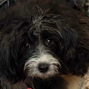 Beatrice -  Mixed Breed Dog for Adoption in Leander, Texas - Beatrice | PetCurious