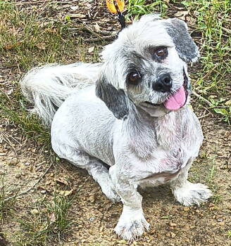 Rescue Lhasa Apso Dogs for Adoption in Baileyton, Alabama - Tucker | PetCurious