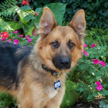 Mark -  German Shepherd Dog Dog for Adoption in Wake Forest, North Carolina - Mark | PetCurious