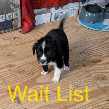 Dexter -  Border Collie Dog for Adoption in Livingston, Texas - Dexter | PetCurious