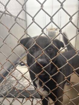 Shepherd and Husky Dogs Available for Adoption - Grizzly | PetCurious