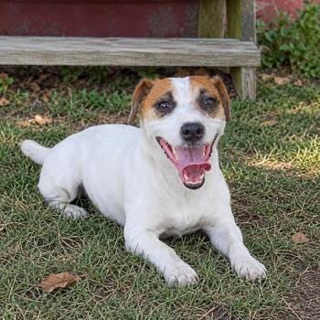 Jack -  Jack Russell Terrier Dog for Adoption in Pelham, New Hampshire - Jack | PetCurious
