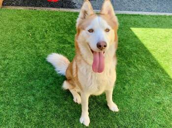 Siberian Husky and Mixed Breed Dogs Available for Adoption - DIANA | PetCurious
