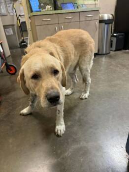 Rescue Labrador Retriever Dogs for Adoption in Rockwall, Texas - Found Stray: Walter | PetCurious