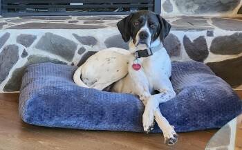 Jasmine - private adoption -  English Pointer Dog for Adoption in St. Stephen, New Brunswick - Jasmine - Private Adoption | PetCurious