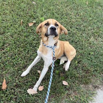 Marigold -  Yellow Labrador Retriever and Pit Bull Terrier Dog for Adoption in East St. Louis, Illinois - Marigold | PetCurious