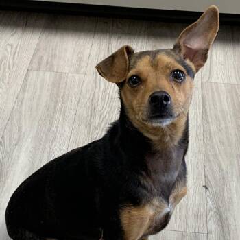 Moses -  Feist and Mixed Breed Dog for Adoption in Cleveland, Mississippi - Moses | PetCurious
