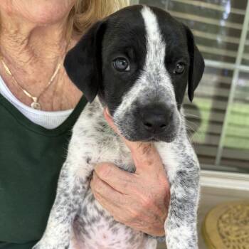 Davy -  Feist Dog for Adoption in Heber Springs, Arkansas - Davy | PetCurious