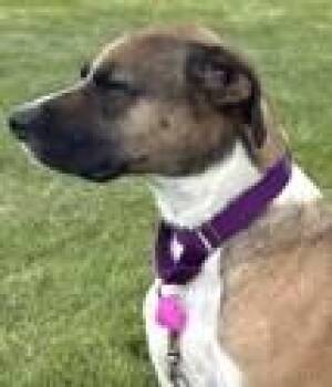 Rescue Boxer Dogs for Adoption in Avon, Indiana - Eddie (Titan) | PetCurious