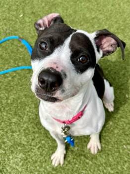 Mixed Breed Dogs Available for Adoption in Wichita, Kansas - Torie | PetCurious