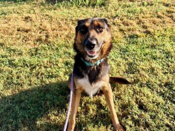 Salem Spooky Girl -  German Shepherd Dog Dog for Adoption in Friendswood, Texas - Salem Spooky Girl | PetCurious