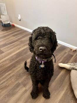 Teddy -  Bernese Mountain Dog and Poodle Dog for Adoption in Severance, Colorado - Teddy | PetCurious
