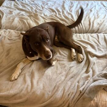 Husky and Australian Cattle Dog Blue Heeler Dogs Available for Adoption - Don Juan | PetCurious