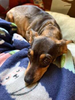 Chica Chiquita -  Chihuahua Dog for Adoption in Waunakee, Wisconsin - Chica Chiquita | PetCurious