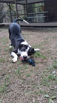 Pit Bull Terrier Dogs Available for Adoption in Huntingdon, Pennsylvania - Buddy | PetCurious