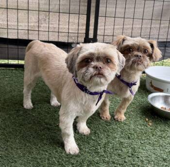 Shih Tzu Dogs Available for Adoption in Canutillo, Texas - Tasha And Tiffany | PetCurious