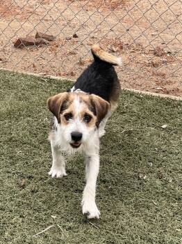Beagle and Parson Russell Terrier Dogs Available for Adoption in Orange, California - Jubal | PetCurious