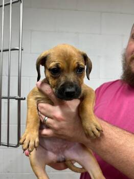 Affenpinscher Dogs Available for Adoption in Nacogdoches, Texas - Vegas | PetCurious