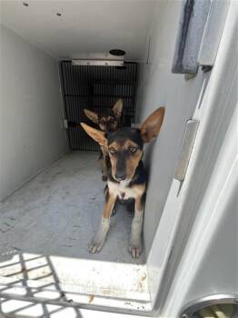 A657265 -  German Shepherd Dog and Doberman Pinscher Dog for Adoption in Houston, Texas - A657265 | PetCurious
