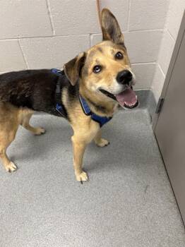 BOLT -  German Shepherd Dog and Siberian Husky Dog for Adoption in Indianapolis, Indiana - BOLT | PetCurious