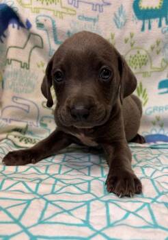 Shofer -  Weimaraner and Labrador Retriever Dog for Adoption in Clinton, South Carolina - Shofer | PetCurious