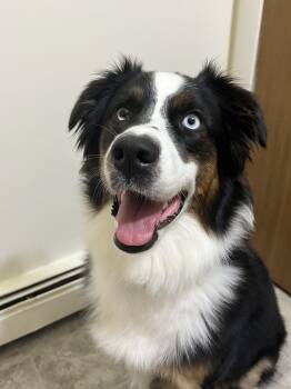 Moon -  Australian Shepherd Dog for Adoption in Alexandria, Virginia - Moon | PetCurious