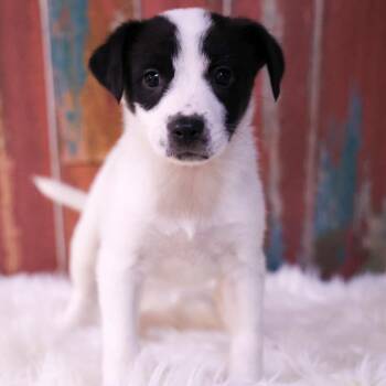 Abby -  Mixed Breed Dog for Adoption in Casa Grande, Arizona - Abby | PetCurious