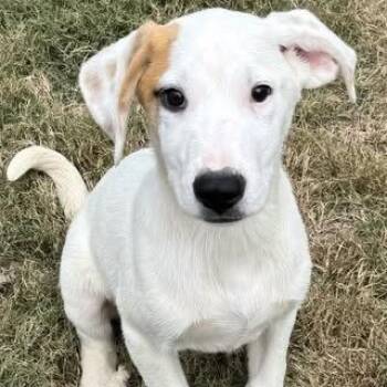 Rescue Boxer Dogs for Adoption in Calera, Alabama - Blaze | PetCurious