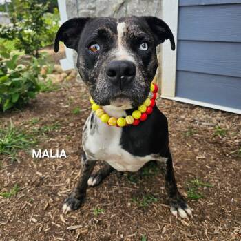 Malia -  Catahoula Leopard Dog and Pit Bull Terrier Dog for Adoption in Madisonville, Tennessee - Malia | PetCurious