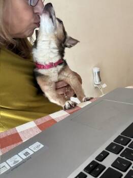 Chihuahua and Mixed Breed Dogs Available for Adoption in Huntington, New York - Frankie Available Soon | PetCurious