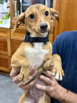 Ghiradelli -  Chiweenie Dog for Adoption in New Orleans, Louisiana - Ghiradelli | PetCurious
