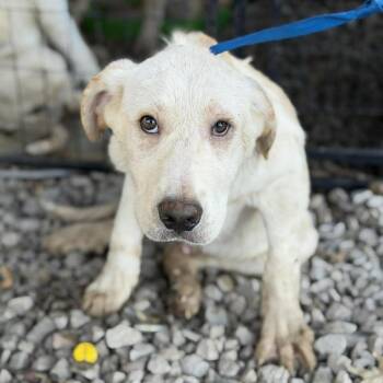 Labrador Retriever and Mixed Breed Dogs Available for Adoption in Buffalo, Minnesota - Leonardo | PetCurious