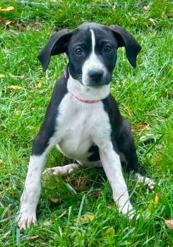 Tulip Sue -  Mixed Breed Dog for Adoption in Clinton, Wisconsin - Tulip Sue | PetCurious