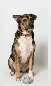 TANNER -  German Shepherd Dog Dog for Adoption in Houston, Texas - TANNER | PetCurious