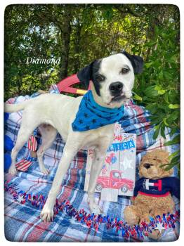 Diamond -  Puggle and Boston Terrier Dog for Adoption in Sebring, Florida - Diamond | PetCurious