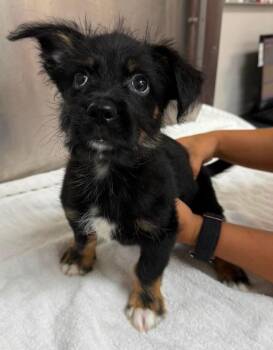 Chihuahua Dogs Available for Adoption in Carmel Hamlet, New York - Dunlap | PetCurious