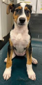 Jenny -  Mixed Breed Dog for Adoption in Mobile, Alabama - Jenny | PetCurious
