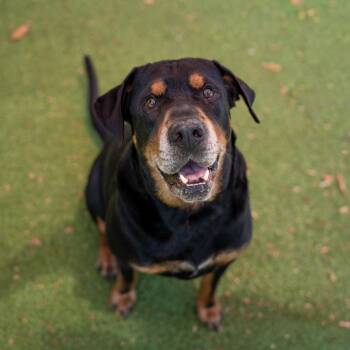 Moose -  Rottweiler and Shar Pei Dog for Adoption in Gainesville, Georgia - Moose | PetCurious