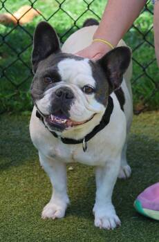 Tiana -  French Bulldog Dog for Adoption in Harrison, New York - Tiana | PetCurious