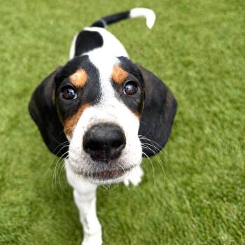 Basset Hound and Mixed Breed Dogs Available for Adoption in Chino Hills, California - Dolly -*Available 6/6*Chino Hills Location | PetCurious