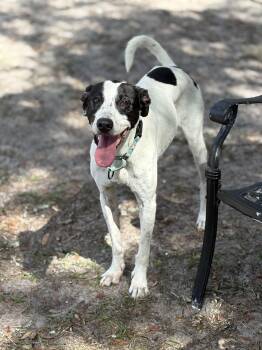 Pointer and Greyhound Dogs Available for Adoption - CHASE!!!!  42 Lbs! FANTASTIC Boy!!!!! | PetCurious