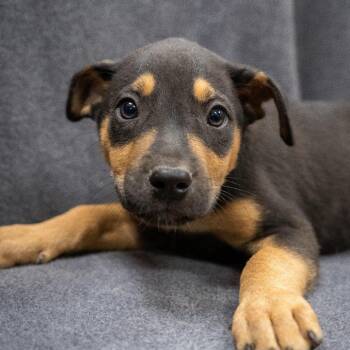 Puma -  Mixed Breed Dog for Adoption in Cheyenne, Wyoming - Puma | PetCurious