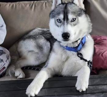 Husky Dogs Available for Adoption in Torrance, California - Luke Sky | PetCurious